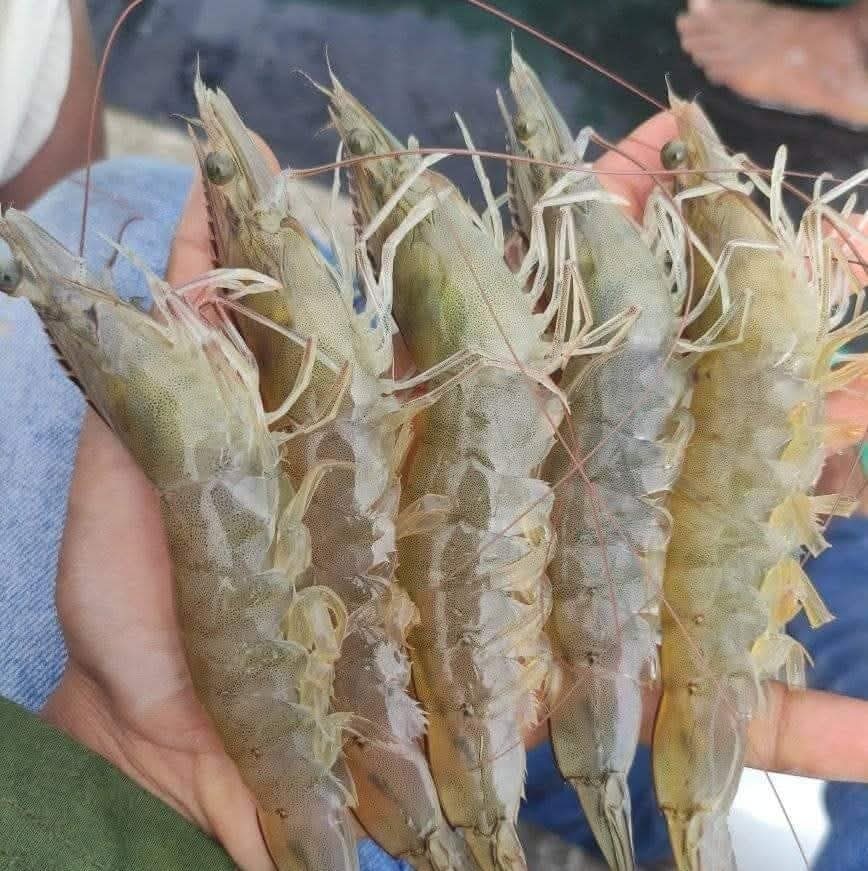 Chingri