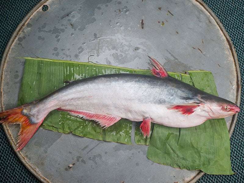 🐟 Rever Pangash – Premium River Catfish