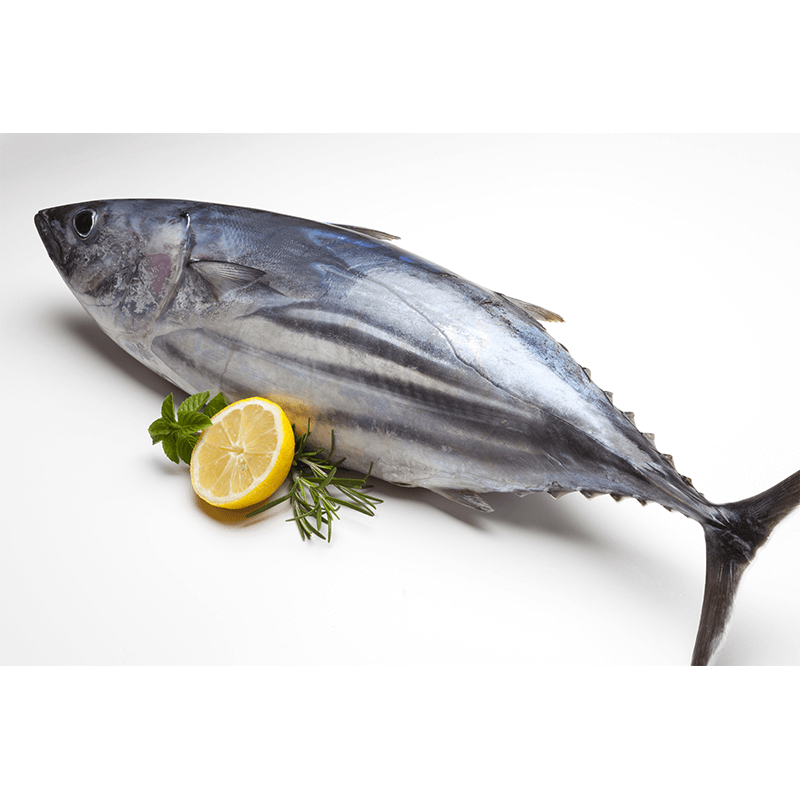 🐟 Tuna Fish – Premium Fresh Atlantic Tuna
