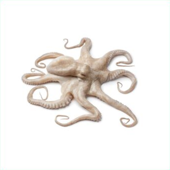 Octopus