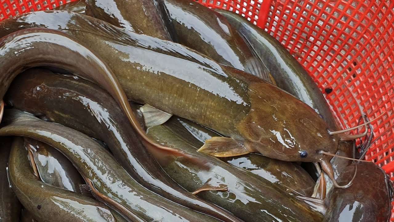 🐟 Shing Fish – Premium Freshwater Catfish