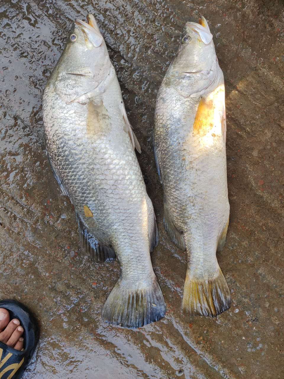 🐟 Koral (Vetki) Fish – Premium Freshwater Fish